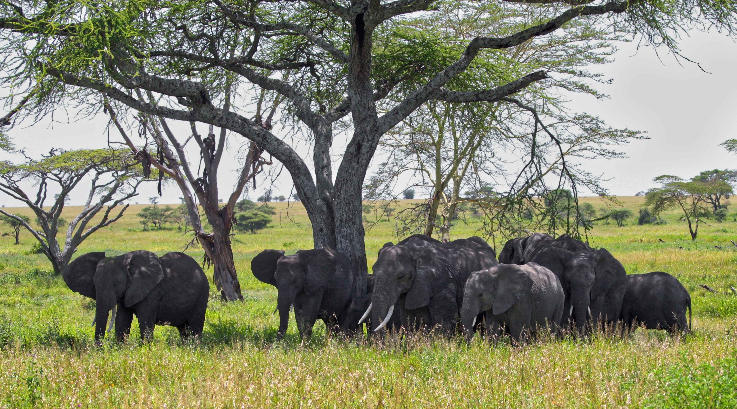 Mikumi National Park