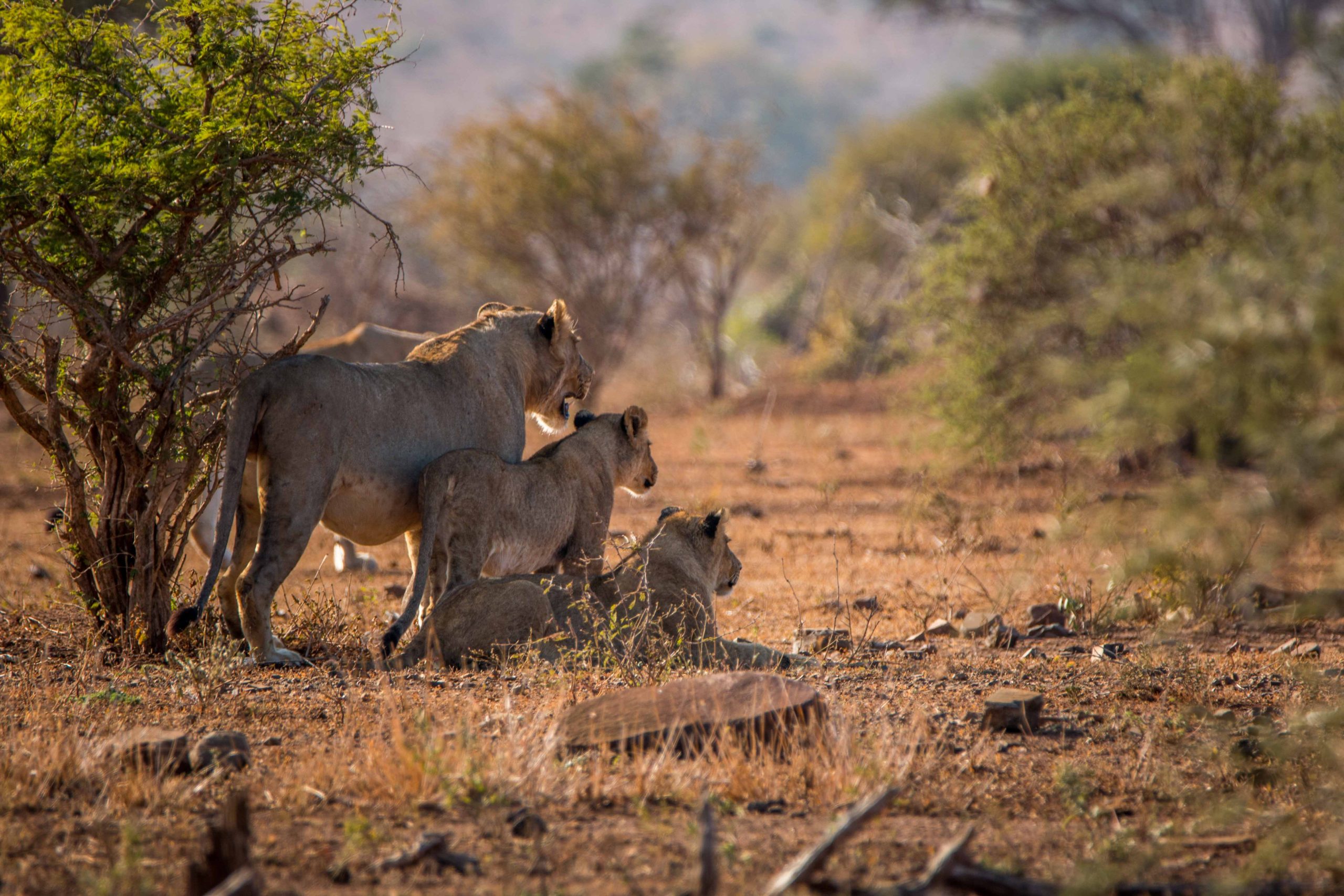 Ruaha National Park